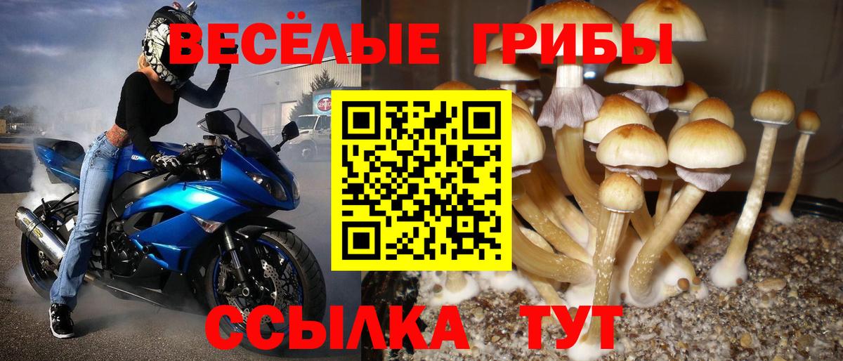 Галлюциногенные грибы Psilocybine cubensis  наркотики  Ахтубинск  Вход с VPN 