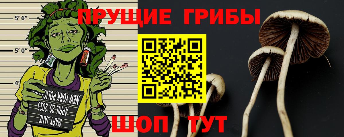 Галлюциногенные грибы Psilocybe  Ахтубинск 